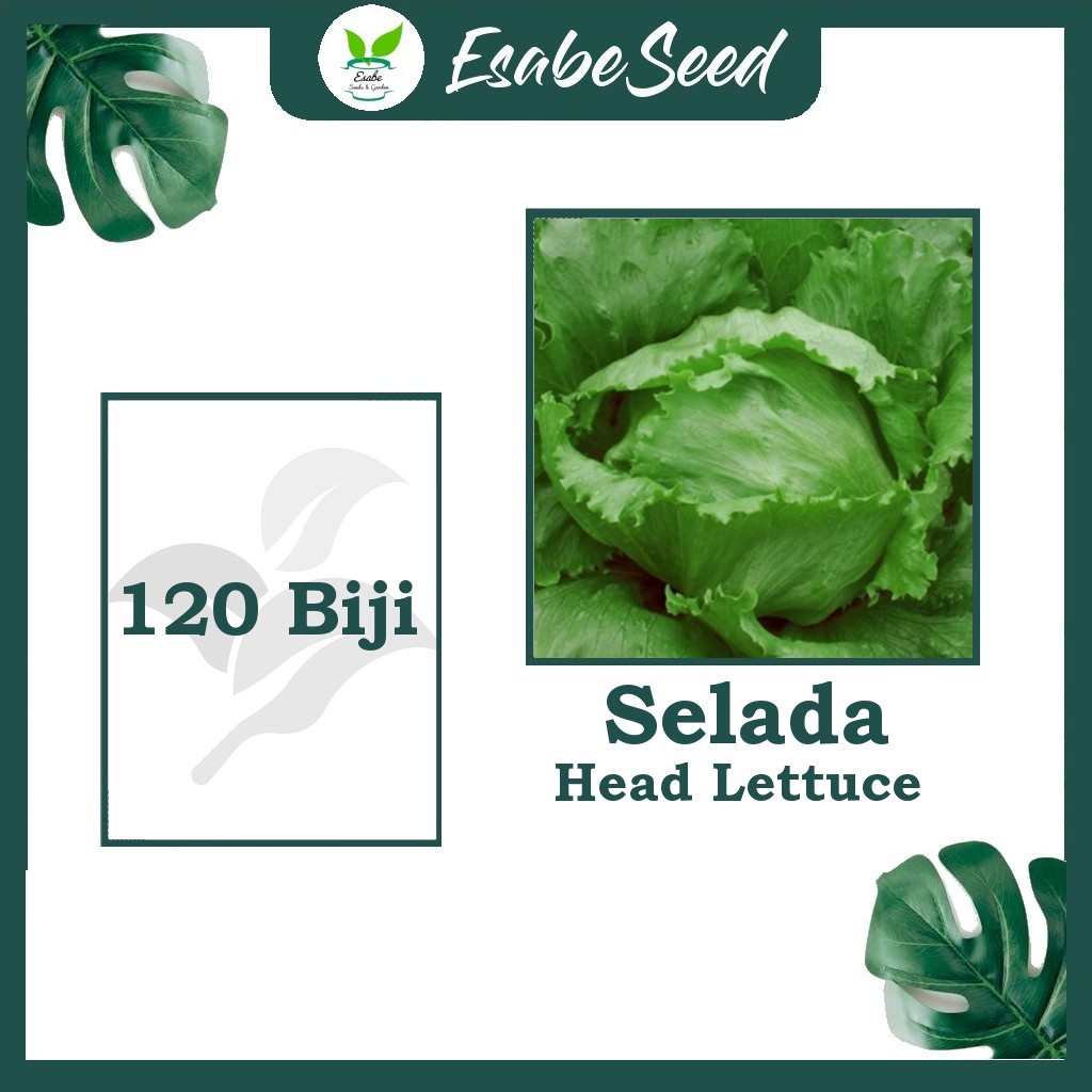 Benih Biji Selada Head Lettuce