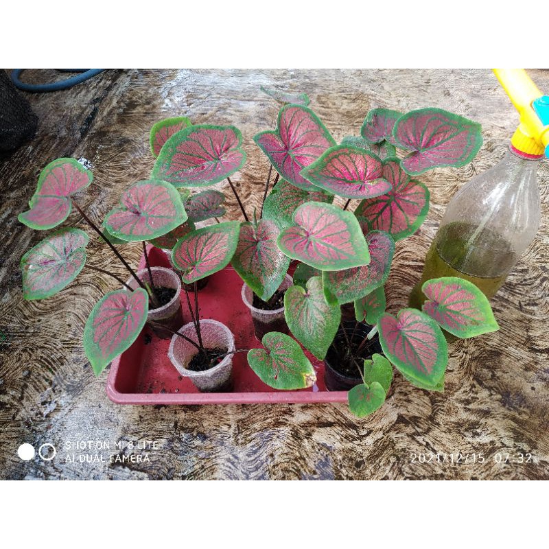 caladium tambuna / keladi tambuna
