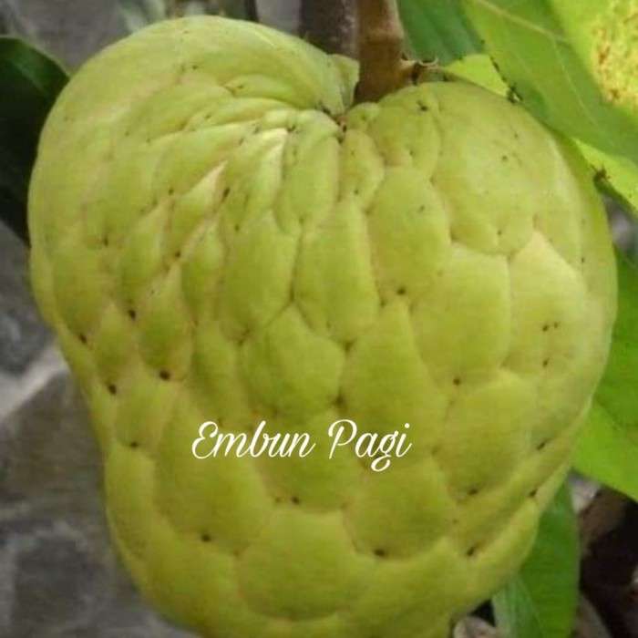 DISCOUNT TERLARIS BIBIT BUAH SRIKAYA JUMBO THAILAND F