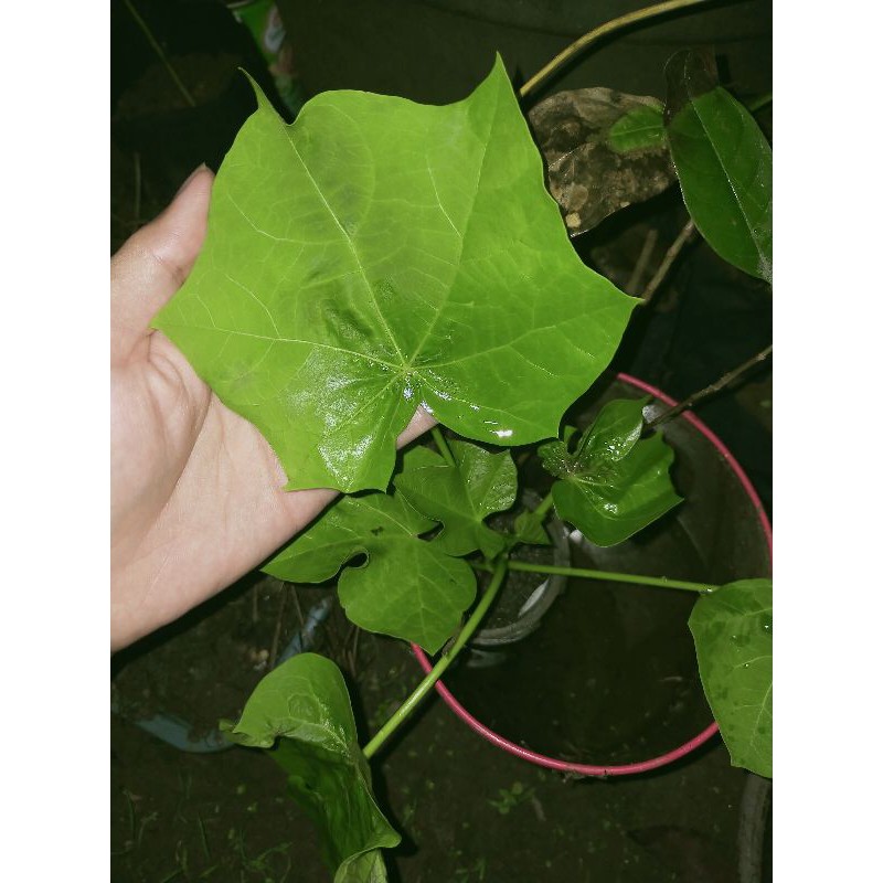

Daun Jarak Hijau Special Ecoprint/Ecodyeing