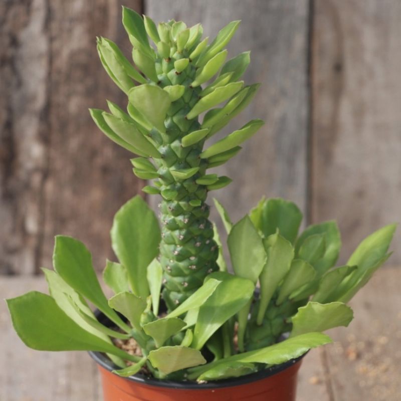Euphorbia Monadenium Stapelioides Hijau