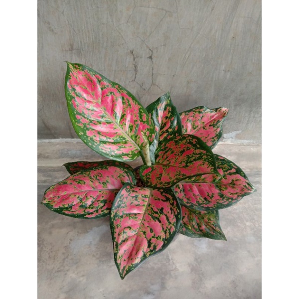 Aglonema dud anjamani (full merah) ukuran dewasa