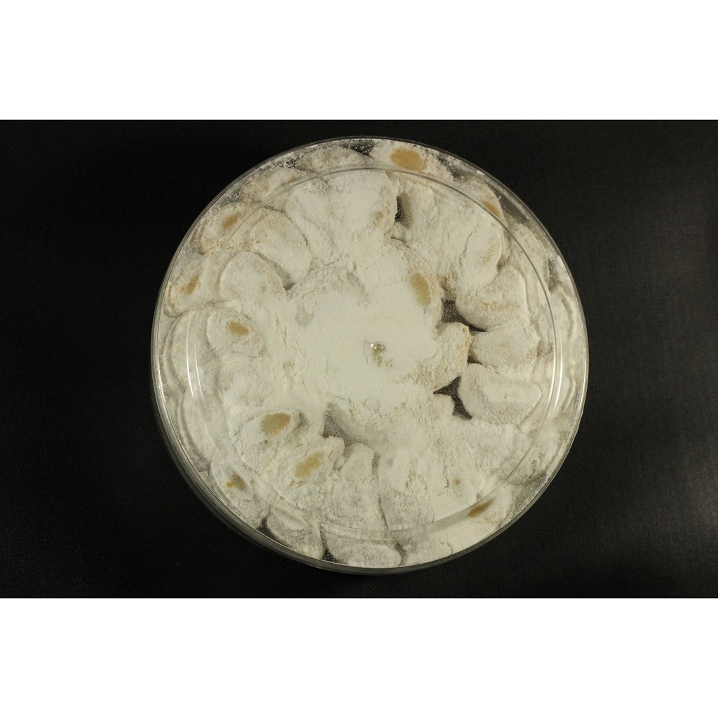 

[LARGE] Kue Kering Putri Salju