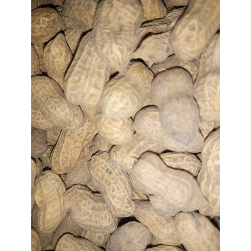 

Kacang kupas / kacang kulit