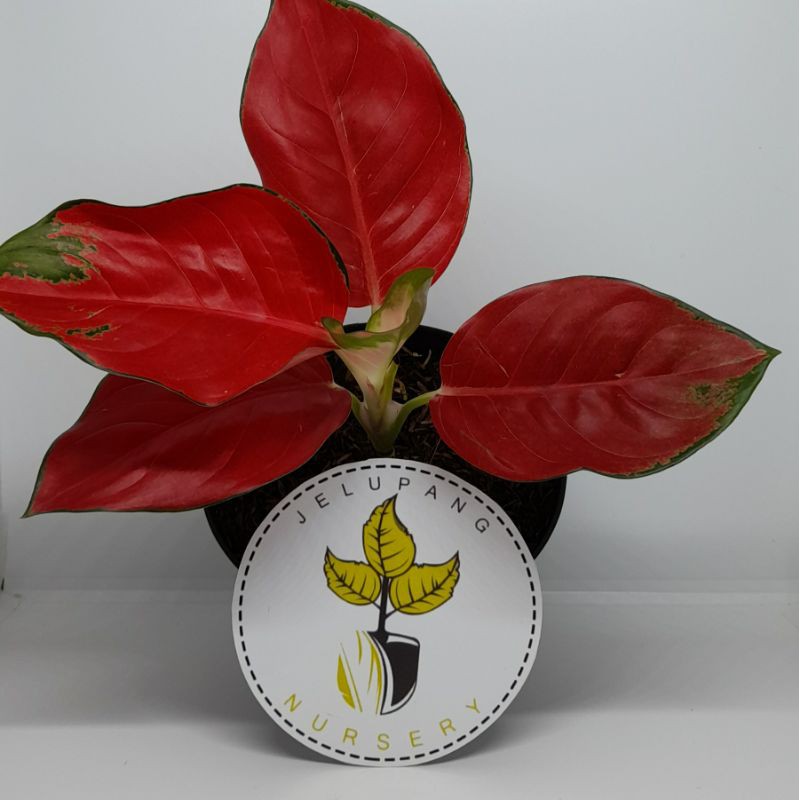 AGLAONEMA SUKSOM CULTURE THAILAND/TANAMAN HIAS AGLONEMA SUKSOM JAIPONG STANG PENDEK/AGLO IMPORT