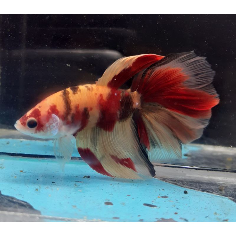 Ikan Cupang Halfmoon Nemo