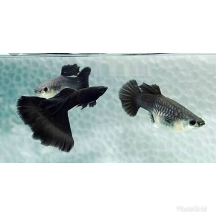 Promo ikan hias Guppy black Moscow trio 1 jantan 2 betina Murah