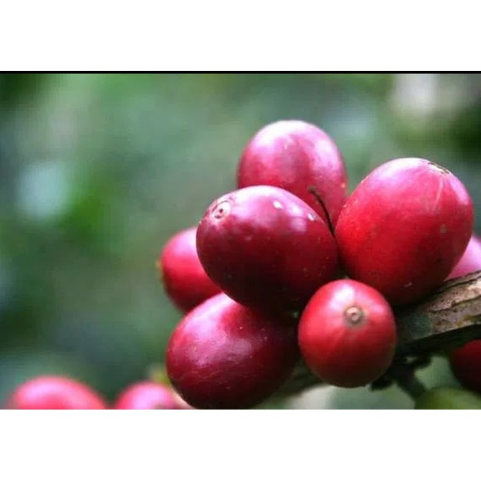 

1 kg Benih Biji Kopi Arabika Unggul