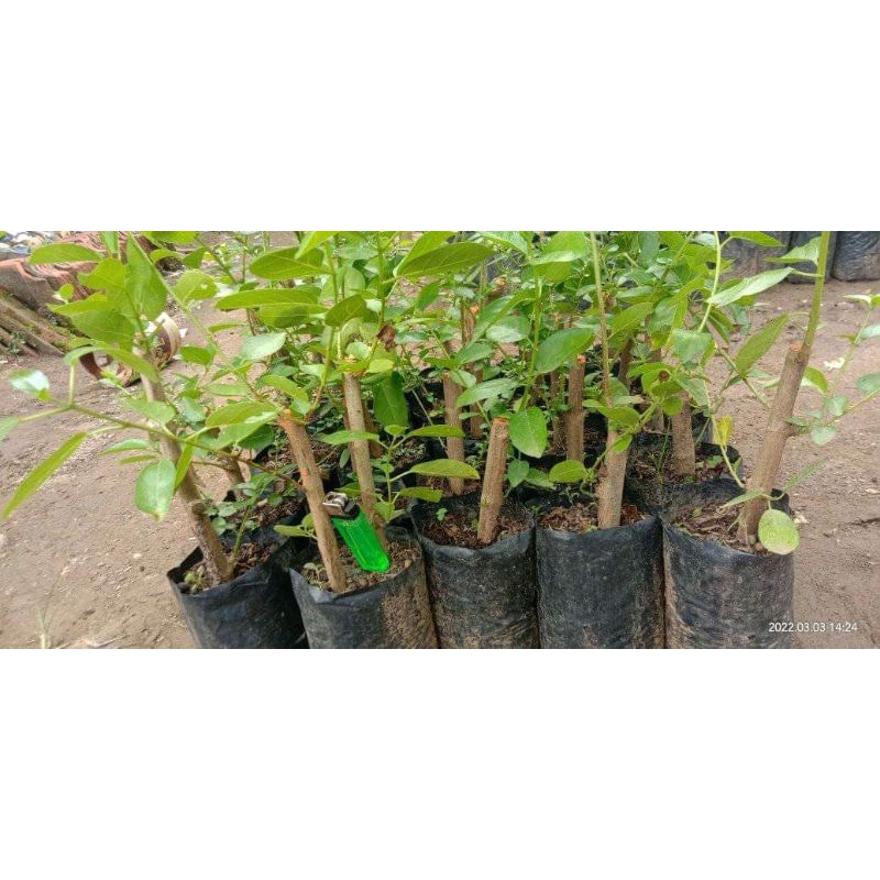 sancang hasil cangkok|bahan bonsai sancang