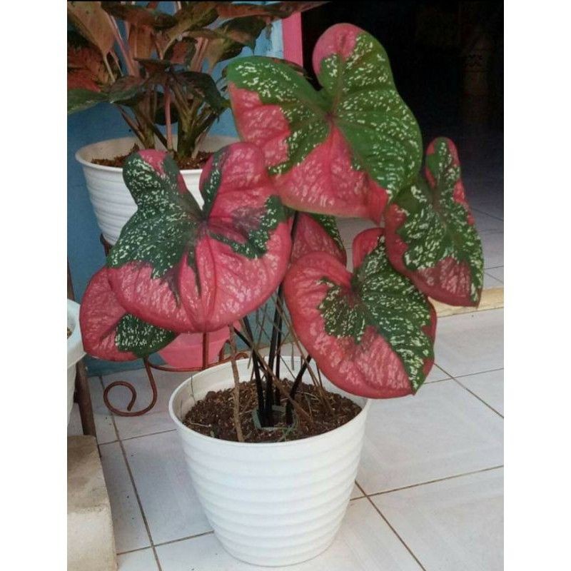 tanaman hias keladi baret remaja/ promo termurah keladi baret varigata