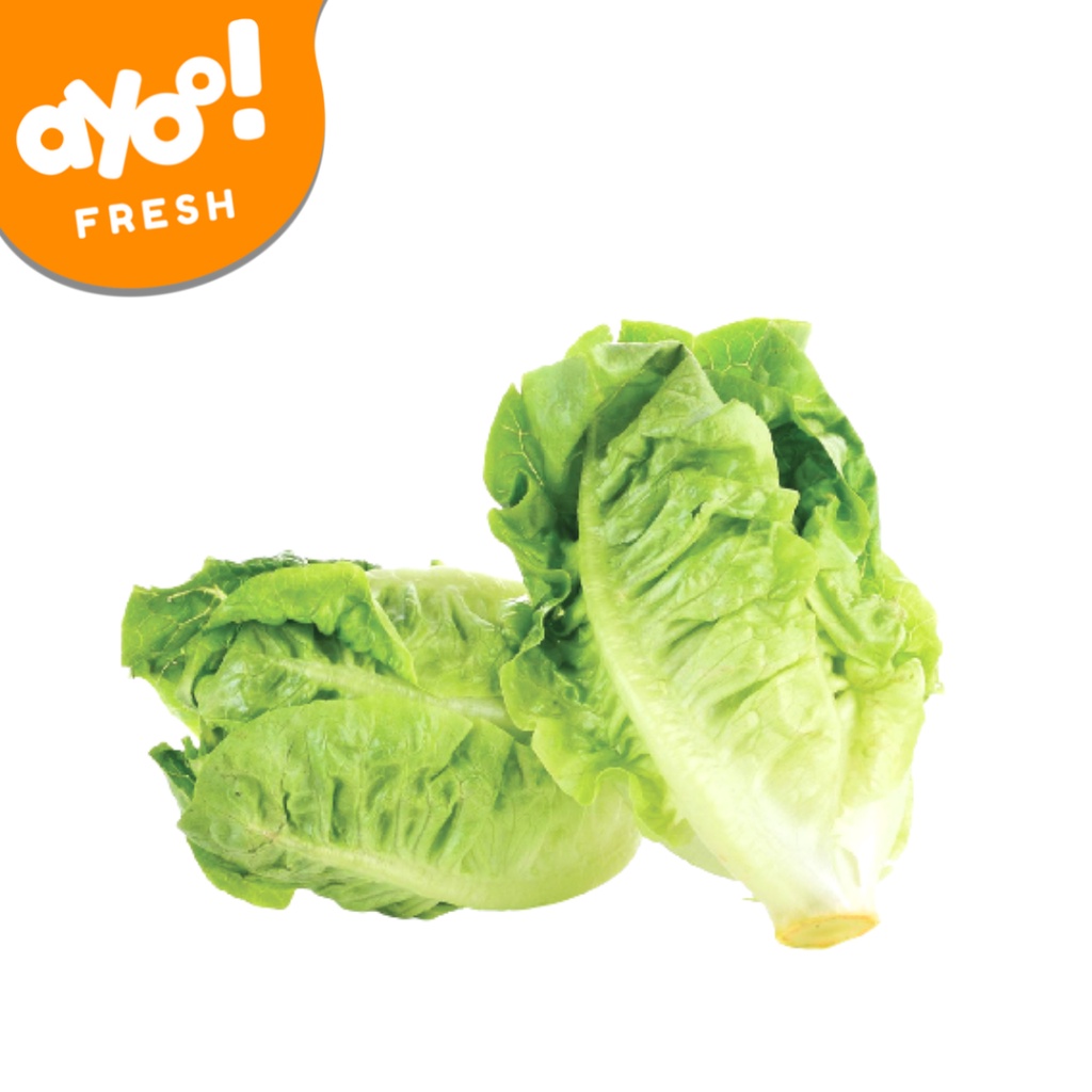 

Romaine Lettuce/ Selada Romaine 300 g - 430 gr Pack