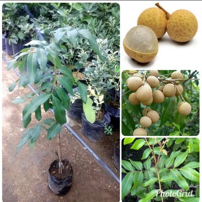 Bibit Buah Kelengkeng Diamond Buah Besar [Bibit Berkualitas Unggul]