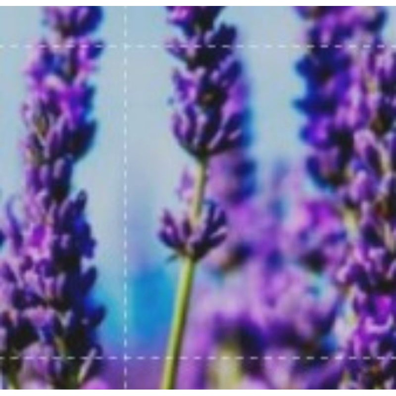 Tanaman Hias Bunga Lavender Import.