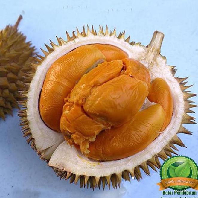 dm” bibit durian duri hitam kaki 3 / bibit buah / tanaman any4r k0d