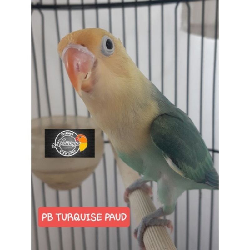 LOVEBIRD PB TURQUISE