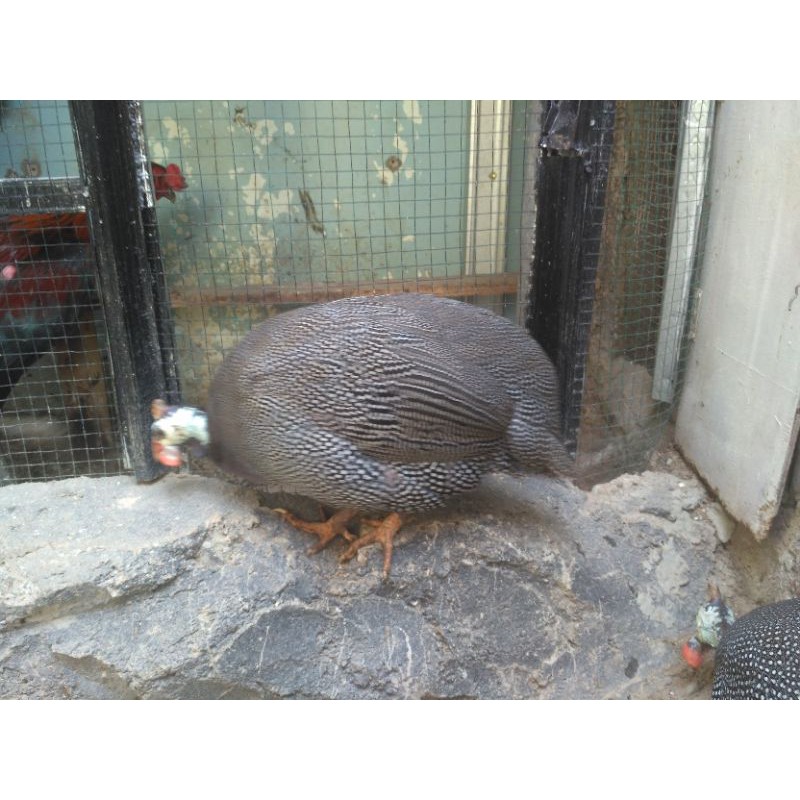 ayam mutiara 5 ekor 2 jantan dan 3 betina