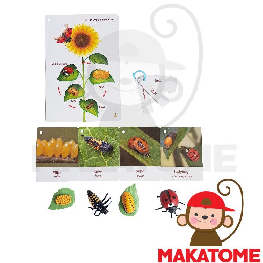 Life Cycle Figurine Siklus Hidup - Ladybug figurin kepik lady bug