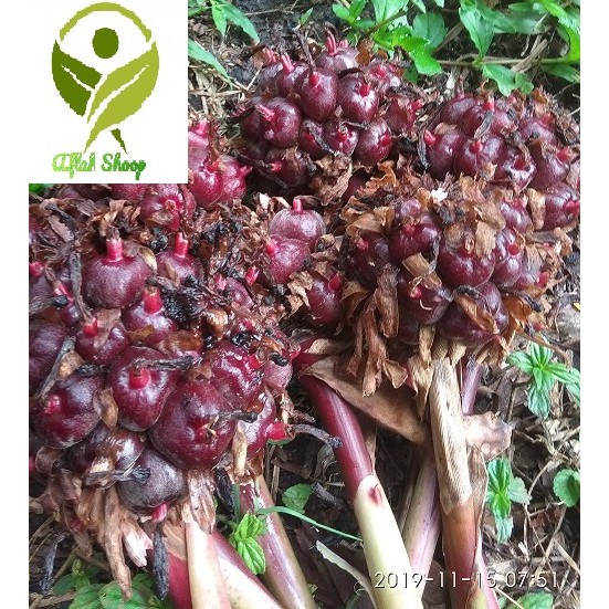 

paket hemat honje laka 10kg