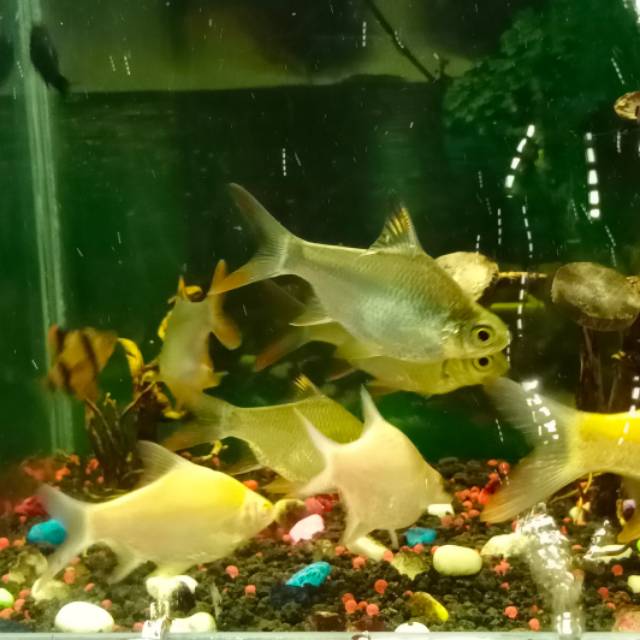 Ikan Kaviat size -+5 cm