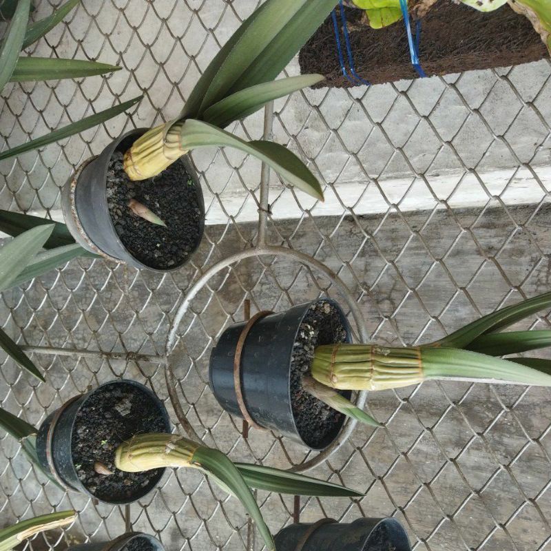 Eulophia petersii /Anggrek gurun