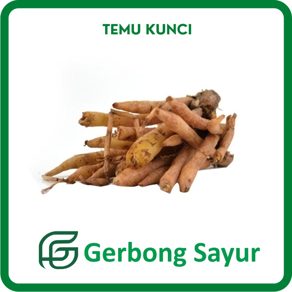 

Bumbu Temu Kunci Segar - 100g