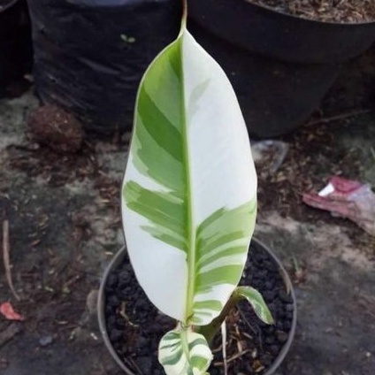 bibit bonggol pisang Varigata (Florida)....