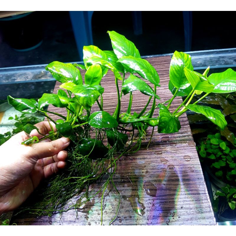 Anubias Nana / Barteri Jumbo Mother Plant MP Clump