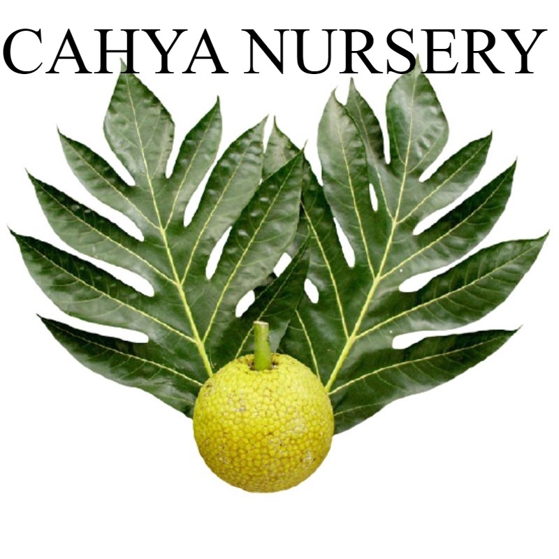 

Promo Daun sukun segar 500gram siap petik ke kebun