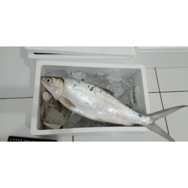 

IKAN BANDENG SEGAR