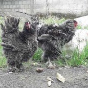 TELUR AYAM HIAS BRAHMA BULU WALIK/AYAM BRAHMA FRIZEL UNTUK DI TETASKAN