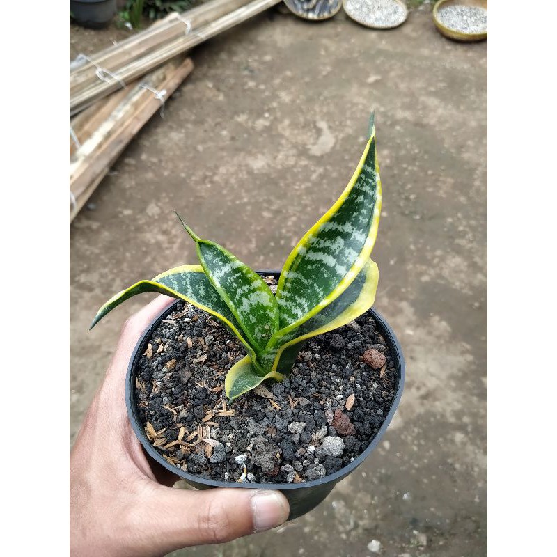 Sansevieria twister sensivera