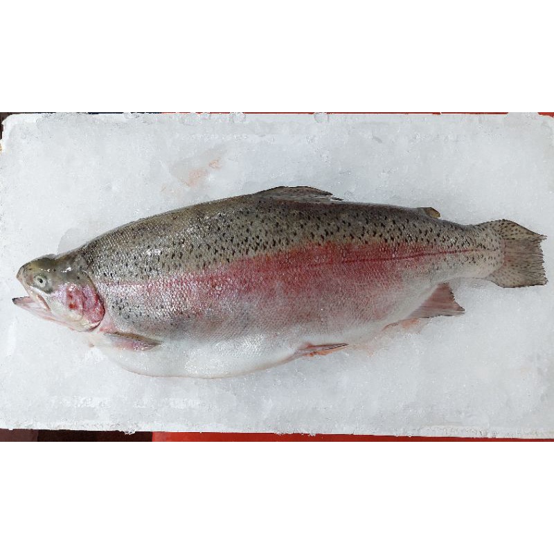 

Salmon Trout Norwegian Fresh 3.5kg/4kg - Whole 1 Ekor