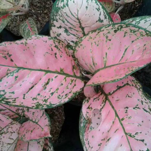 

CA70 Bonggol Aglonema lady valentine VCR%