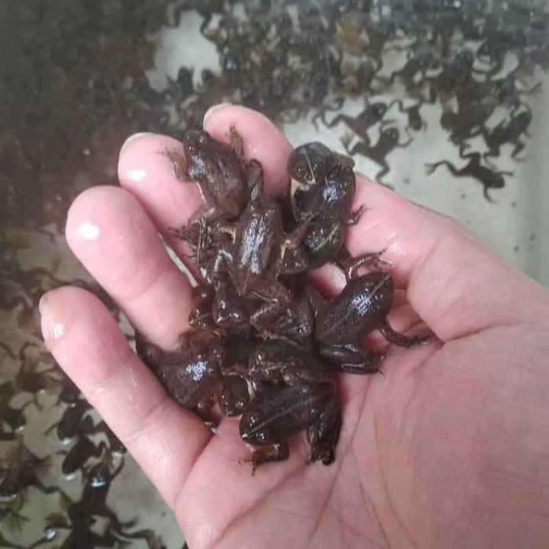 kodok air pakan ikan arwana/pakan aligator