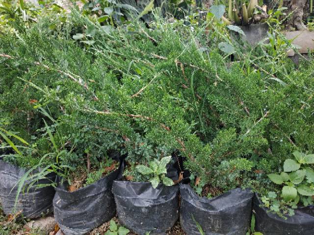 Bahan Bonsai Sinensis