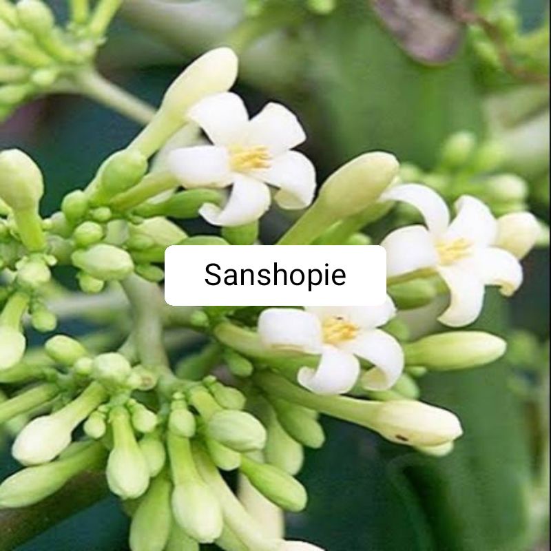 

GR Bunga pepaya jantan segar fresh paket gram