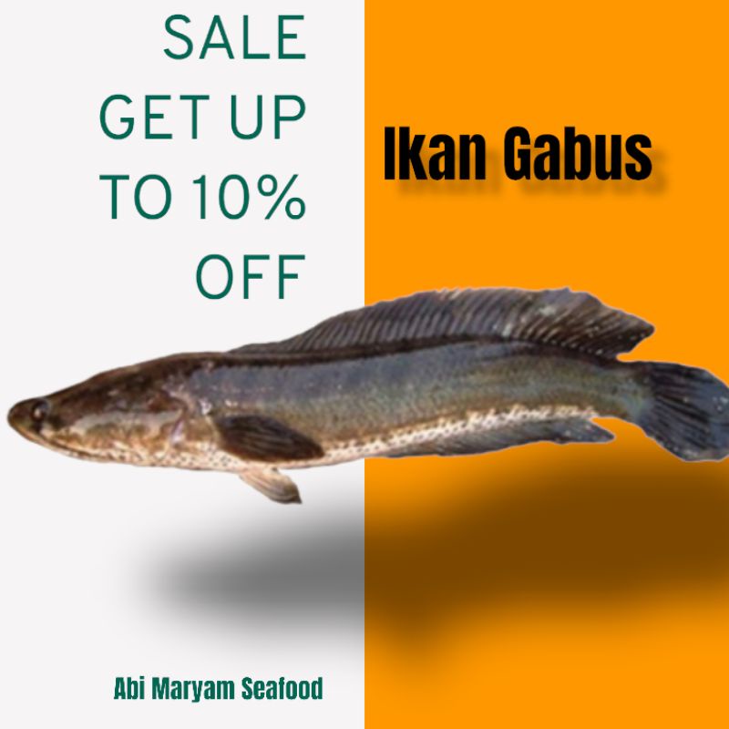 

Ikan Gabus Hidup 1kg