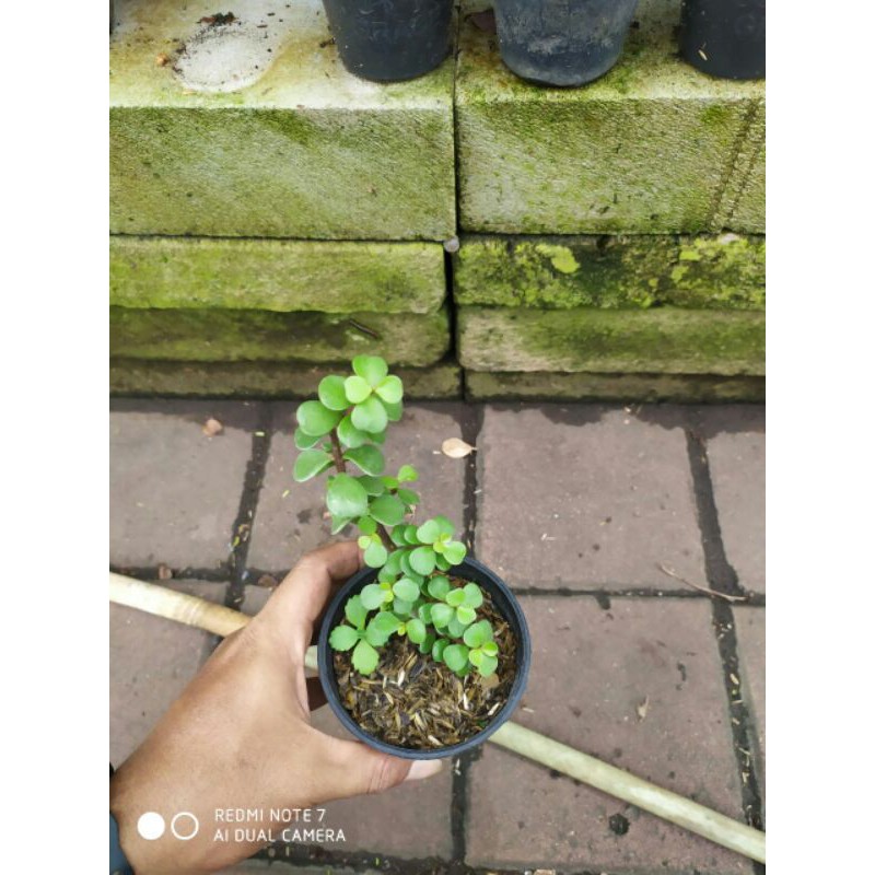 sukulen dollar/ jade plant/ dwarf jade