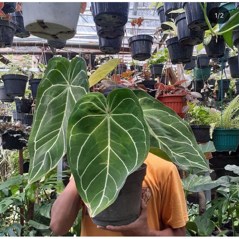 anthurium magnificum norte