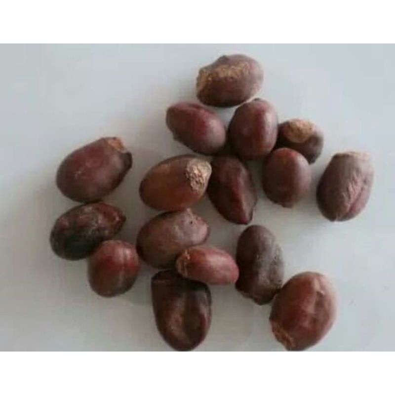 

1KG 1 KG 1000 G GR GRAM LI ZHI HE KE BIJI LECI KERING DRIED LYCHEE SEED SEEDS SEMEN LITCHI