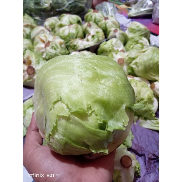 

1KG SAYUR LOTUS // SAYUR LETUCE BERASTAGI FRESH
