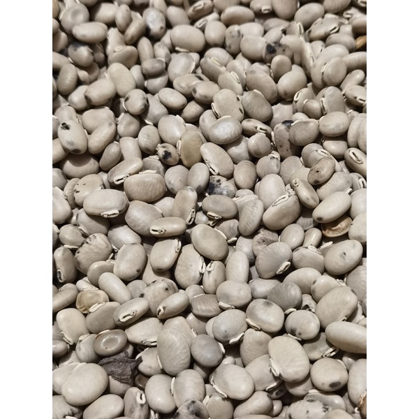 

kacang benguk MC (Mucuna cochinchinensis)
