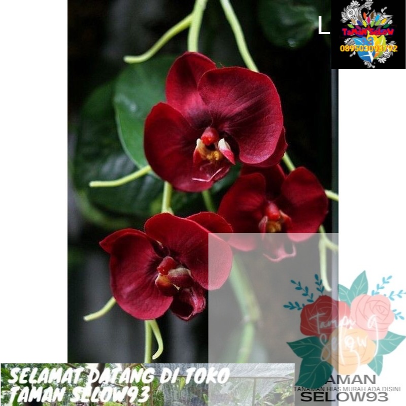 Anggrek dendrobium merah delima flower Bunga Anggrek Hidup Tanama Hidup Murah Anggrek