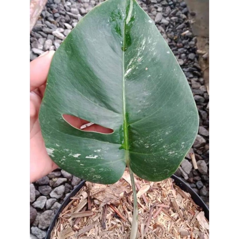 bonggol monstera deliciosa varigata