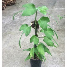 Epipremnum Skeleton Key | tanaman hias | by kakibentuyungnursery.