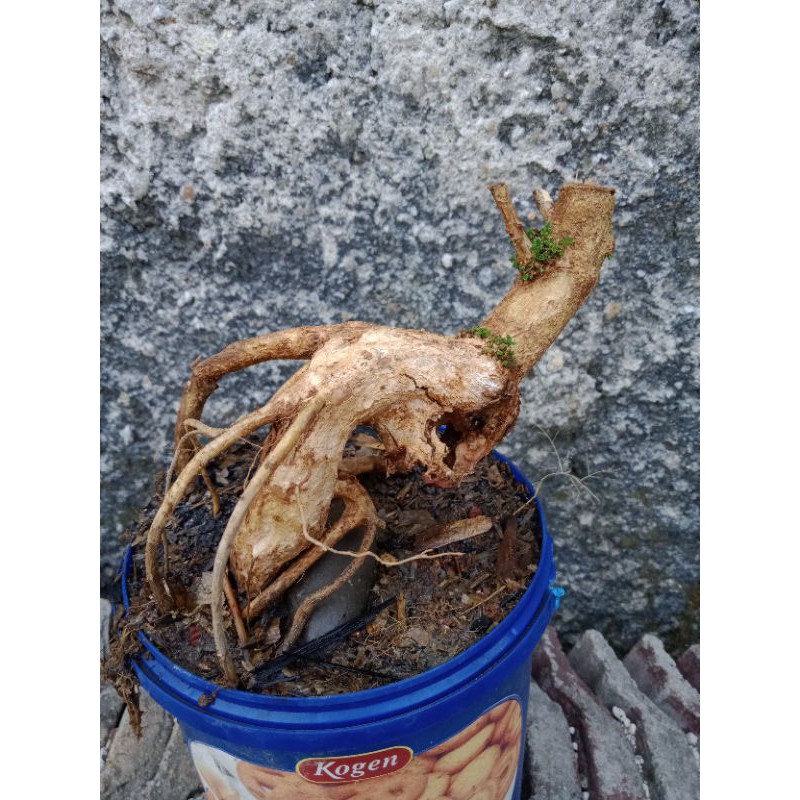 Bonsai Meme Lantana Berkarakter