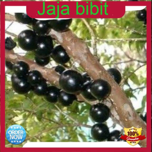 Bibit Tanaman Buah anggur brazil berkwalitas dan murah