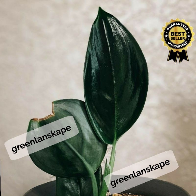 Scindapsus Treubii Dark Form