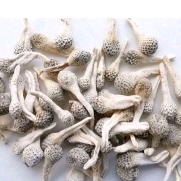 Empot Mpot Ayam Putih Utuh Asli