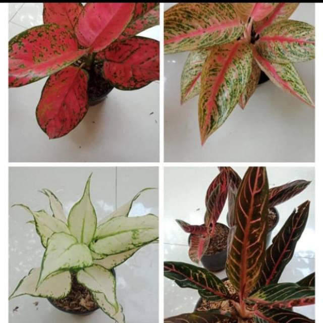 Paket aglonema red dud anjmani,legacy,super white,red sumatra